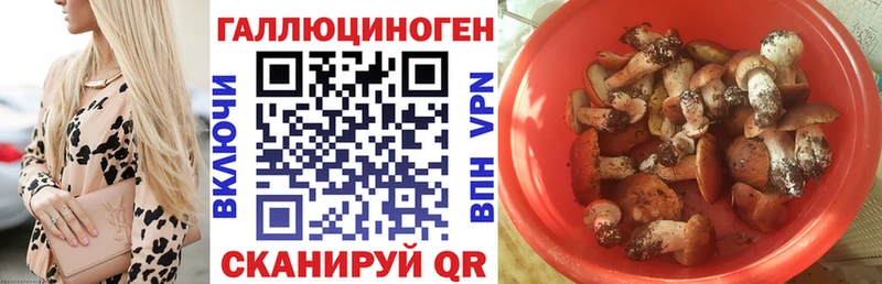 Псилоцибиновые грибы Psilocybe  как найти наркотики  Пенза 